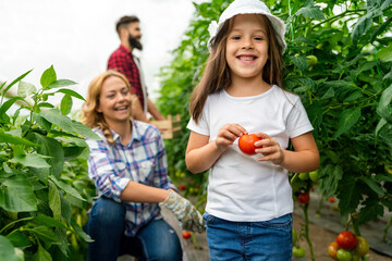 Wall Mural - Friendly farmer team harvesting fresh vegetables from the rooftop greenhouse garden. Agriculture.