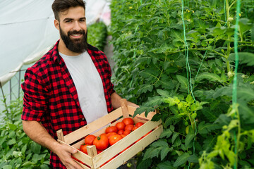 Wall Mural - Organic greenhouse business. Farmer young man is picking fresh and ripe tomatoes in her greenhouse.