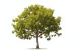 Lush green sycamore tree on white background