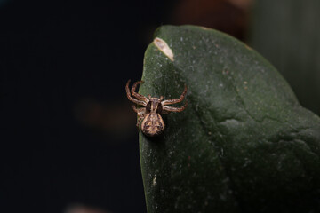 xysticus kochi spider macro photo
