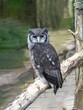 Verreaux's Eagle-Owl, Bubo lacteus, perched on a large branch.