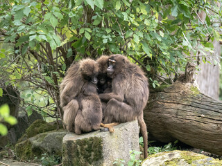 Wall Mural - Female Gelada, Theropithecus gelada, huddle together for warmth on a cold morning.