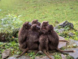 Wall Mural - Female Gelada, Theropithecus gelada, huddle together for warmth on a cold morning.