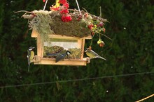 On A Decorative Bird Feeder Are Squabbling Great Tits At A Sunny Autumn Day          