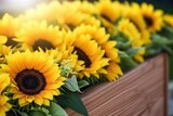 Fototapeta  - close up of a bunch of sunflowers on a wooden coffin