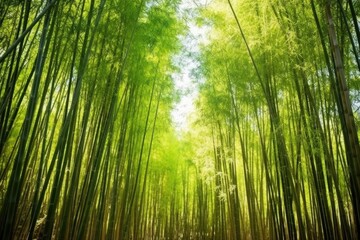 Wall Mural - lush bamboo grove in the sunlight