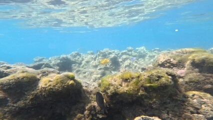 Wall Mural - Underwater Life of a Red Sea. Fishes. Ocean Life. Diving shot picturesque seascape of an underwater fantastic coral reef with colorful tropical fish. 