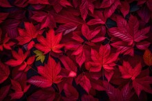 Red Leaves Background