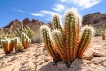 A Singular Cactus In A Desert Vs A Cluster Of Cacti