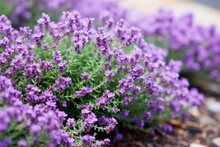 Thyme Plant With Tiny Purple Flowers