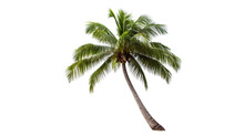 Coconut Trees Isolated, AI Generated