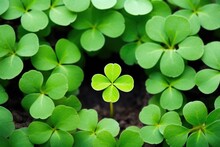 A Four-leaf Clover Surrounded By Three-leaf Clovers