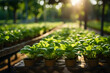 Plentiful, green organic farm salads, rows of crops, greenhouse.