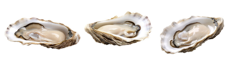 Delicate oyster, gourmet cuisine, isolated