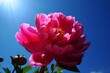 Vibrant pink peony against a clear blue sky. Generative AI