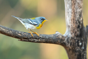 Wall Mural - The northern parula (Setophaga americana) is a small New World warbler. 