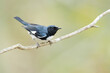 Black-throated blue warbler (Setophaga caerulescens) is a small passerine bird of the New World warbler family.