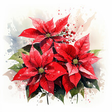 Red Poinsettias Flowers In Watercolor Christmas Composition Isolated On White
