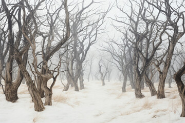 Wall Mural - view of trees frozen in winter