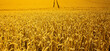 Chemin au milieu des champs de blé doré en été.
