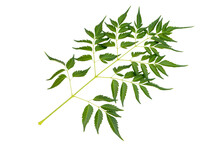Melia Azedarach Chinaberry Tree Leaf