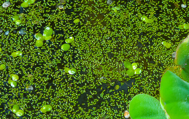 Wall Mural - The smallest flowering plant (Wolffia arrhiza) and duckweed (Lemna turionifera) and Pistia