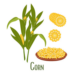 Wall Mural - Set of corn grains and ears of corn. Corn plant, sweet corn, corn cobs, corn kernels in a plate. Agriculture, food icons, vector