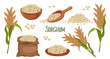 Set of sorghum grains and spikelets. Sorghum plant, sorghum grains in a plate, spatula and bag. Agriculture, design elements, vector