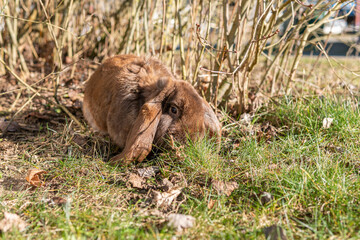 Wall Mural - 
A big beautiful purebred rabbit outdoors on a sunny day, rabbits grazing on grass