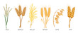 Cereals set. Wheat, rye, oats, rice, barley, millet, spikelets. Harvest, agriculture. Illustration, vector