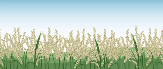 Wall Mural - Spikelets of rice, rice field against the sky. Seamless horizontal border. Vector