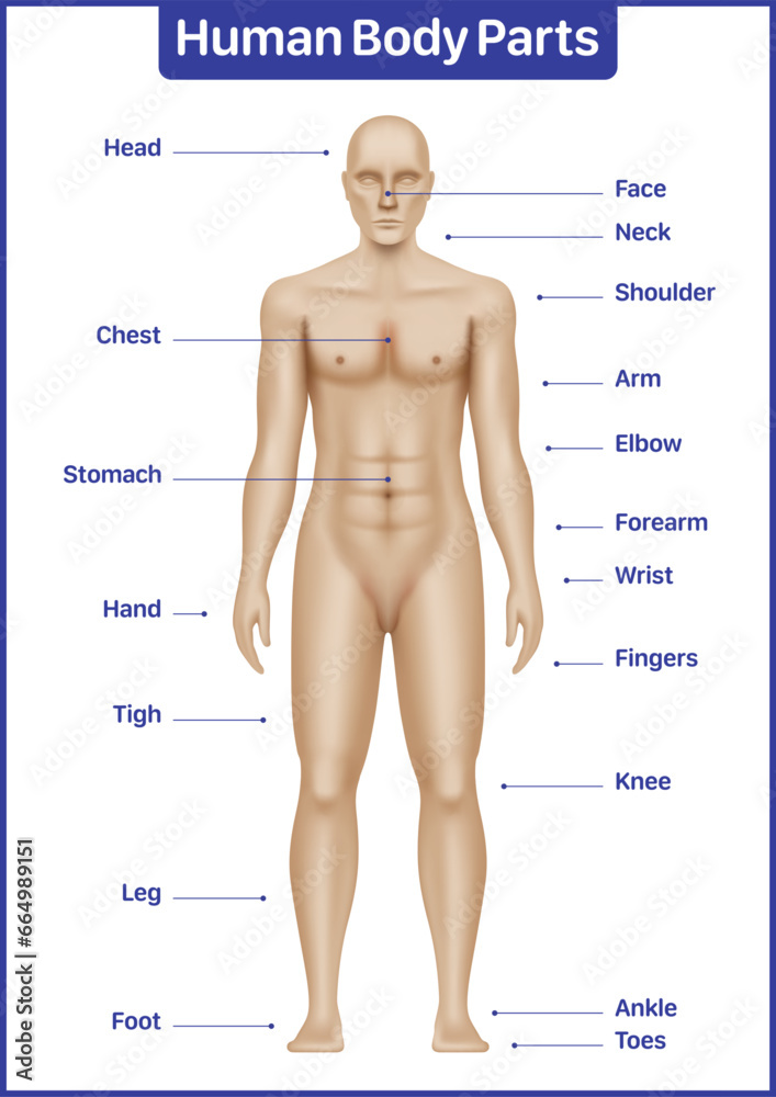 Human body parts medical diagram with male model, anatomical vector poster.