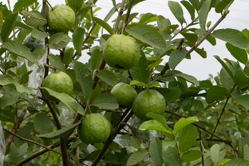 Organic guava fruits hanging on tree in agriculture farm of Bangladesh.This fruit contains a lot of vitamin C