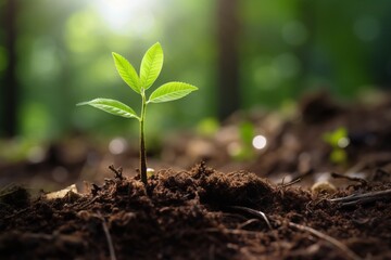 Wall Mural - a close-up macro photo of a young green tree plant sprout growing up from the black soil in the forest. Growth new life concept.