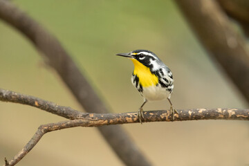 the yellow-throated warbler (setophaga dominica) is a small migratory songbird species in the new wo