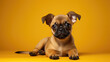 A small dog puppy isolated on yellow background