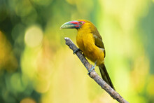 The Saffron Toucanet (Pteroglossus Bailloni) Is A Species Of Bird In The Family Ramphastidae Found In The Atlantic Forest In Far North-eastern Argentina, South-eastern Brazil, And Eastern Paraguay. 
