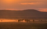 Fototapeta Natura - Herd of Wild Horses at Sunset in the Utah Desert