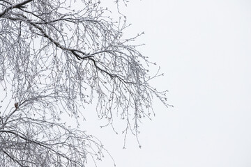 Wall Mural - Bare tree branches are under bright sky, abstract natural winter background