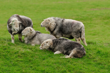 Wall Mural - a flock of four fine, dehorned herdwick rams in autumn, lake district, uk, grouped together in a fie