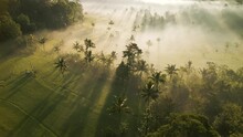 Dramatic Sunrise Scene In Bali. Indonesia. Sunbeams In The Fog, Against The Backdrop Of Rice Fields And Palm Trees