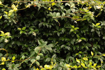 Aufkleber -  green leaves background