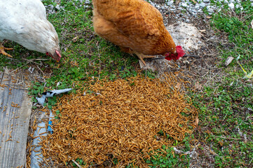 Chickens enjoy meal worm treat