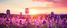 Beautiful Panoramic Landscape Of Natural Wild Purple Wildflowers In Meadow On A Warm Spring Summer Evening On Sunset. Shallow Depth Of Field.
