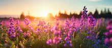 Beautiful Panoramic Landscape Of Natural Wild Purple Wildflowers In Meadow On A Warm Spring Summer Evening On Sunset. Shallow Depth Of Field.