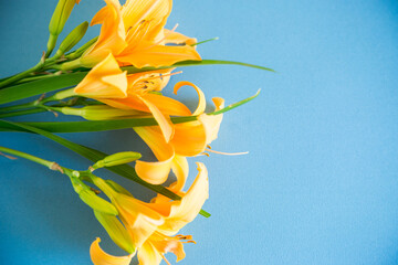 Poster - bouquet of beautiful yellow lilies on blue background