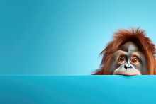 Orangutan Peeking Over Color Wall, Generative Ai