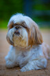 shih tzu dog in the forest in summer