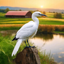 Pájaro Blanco Posado Sobre Una Roca Junto A Un Humedal Con Una Casa De Campo Y Una Puesta De Sol De Fondo 