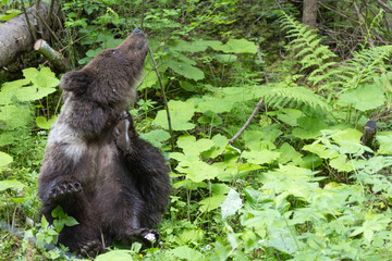 Brown bear sitting in green meadow.